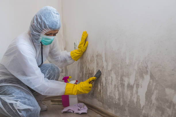 Best Residential Mold Remediation in Port Allen, LA